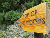 Ӣ_˿l(xing)¶ITop of the Woods